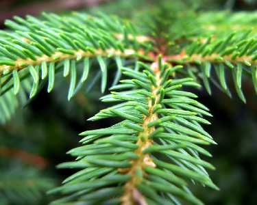 mechanik samochodowy Czarnków