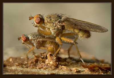 prawo jazdy Piła kategoria B+E